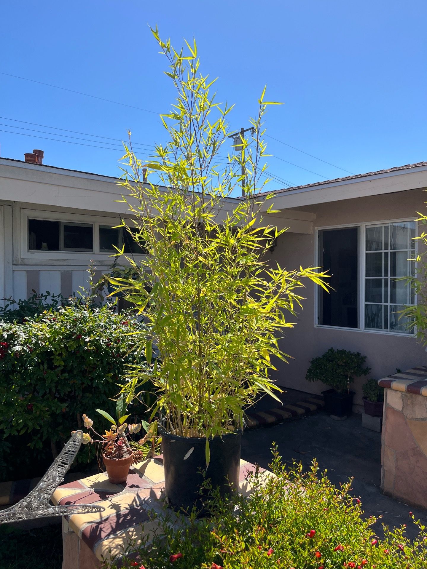 Golden Bamboo , Fishpole Bamboo Plants Pot