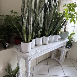 💙Snake plant produce oxygen at night, making them ideal for bedrooms to enhance sleep quality💙32”H