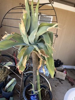 Foxtail Agave