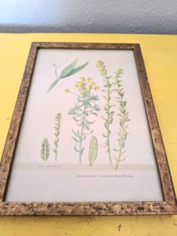 Vintage Botanical Plant Pathology Print – Uromyces Viciae‑Fabae / Pea Rust Illustration