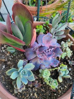 Succulent plants