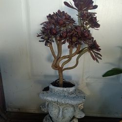 Planta Suculenta