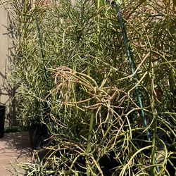 Fire Stick Plants - Euphorbia tirucalli