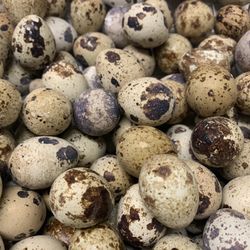 Quails Eggs For Sale   Vendo Huevos De Godornises 100 Eggs  For $30