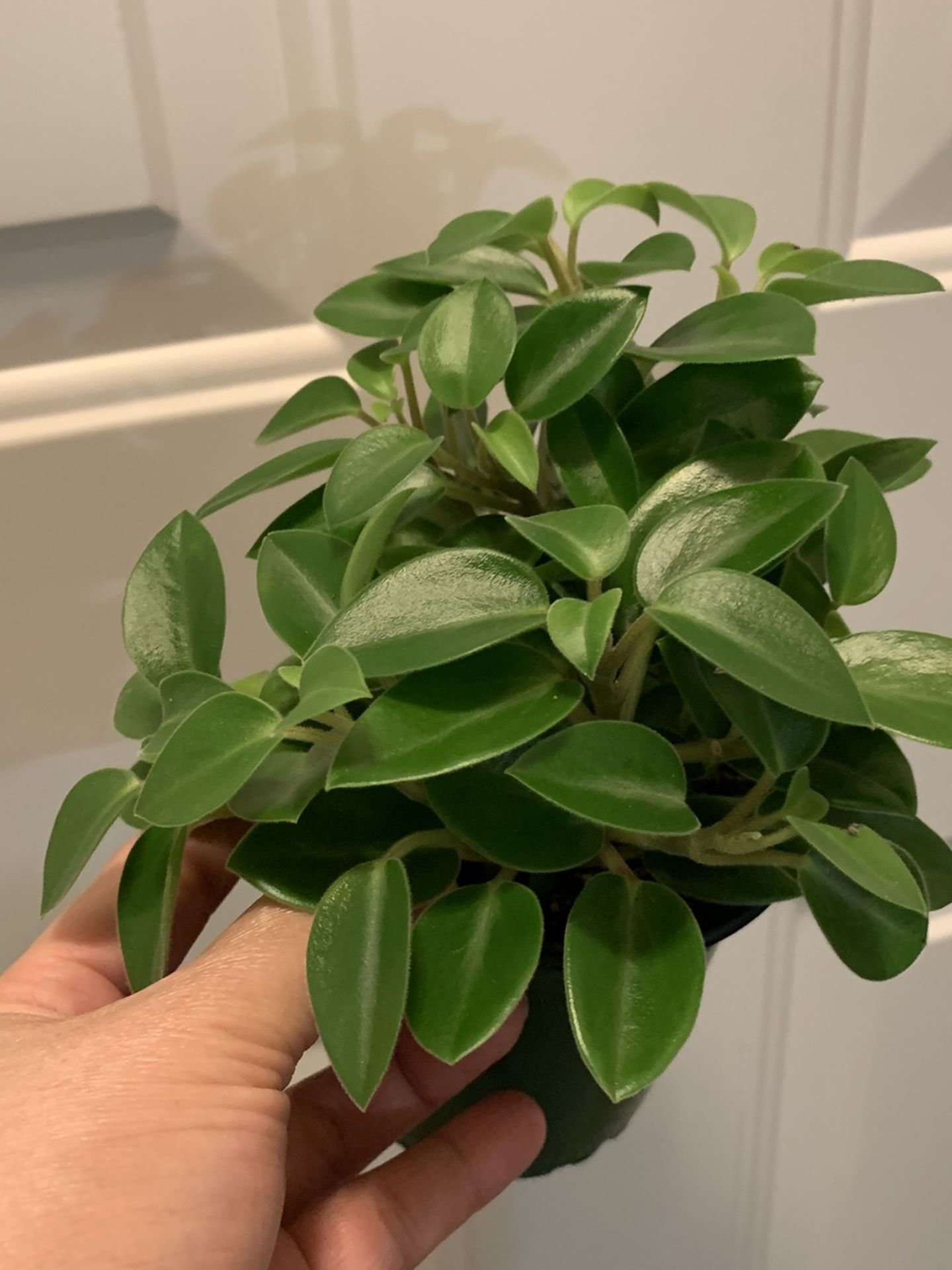 Peperomia Obra