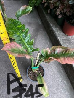 Specialty**Philodendron Ring of Fire; $35 to $45each see all pics; 95820