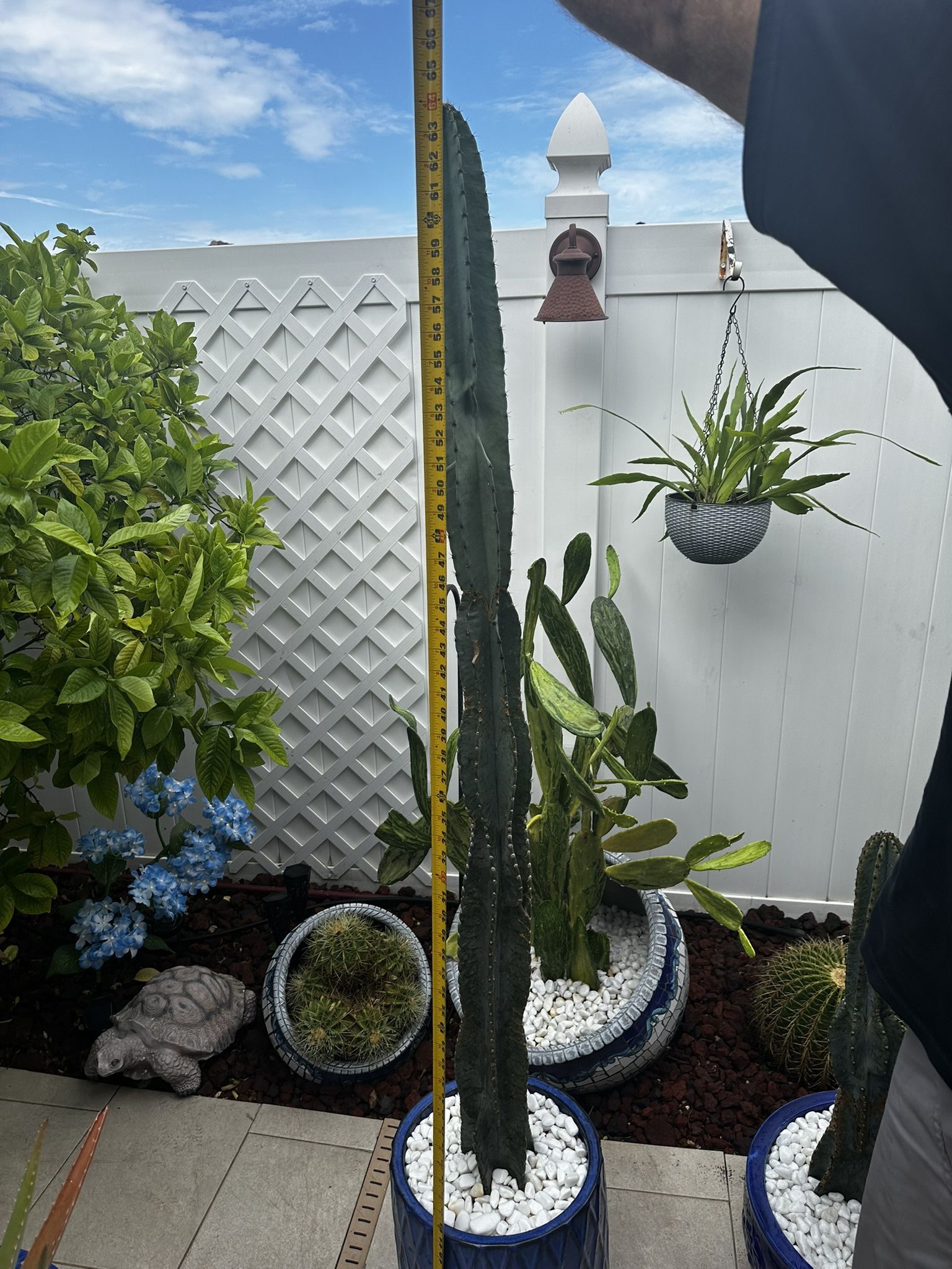 Cactus In Ceramic Pot For Sale