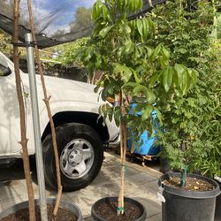 Guava Plant For Sale
