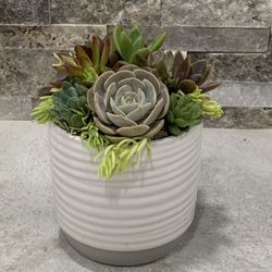 Succulent Arragements/life plants/home And Garde Decor/indoor Plant/cactus