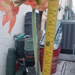 Amaryllis Lily Plant,  Live 