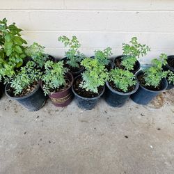 RUDA PLANTAS LISTA PARA TRASPLANTAR 