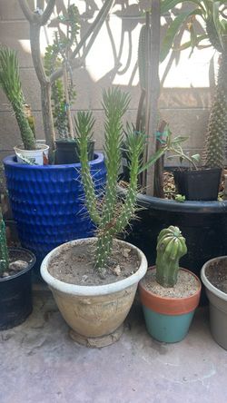 Cactus