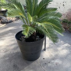 Sego Palm—Medium sized in Pot
