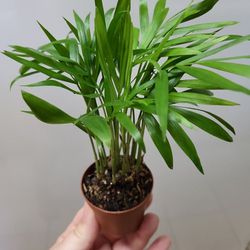 Baby Palm Plant $4 Each