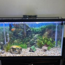 30 Gallon Fish Tank