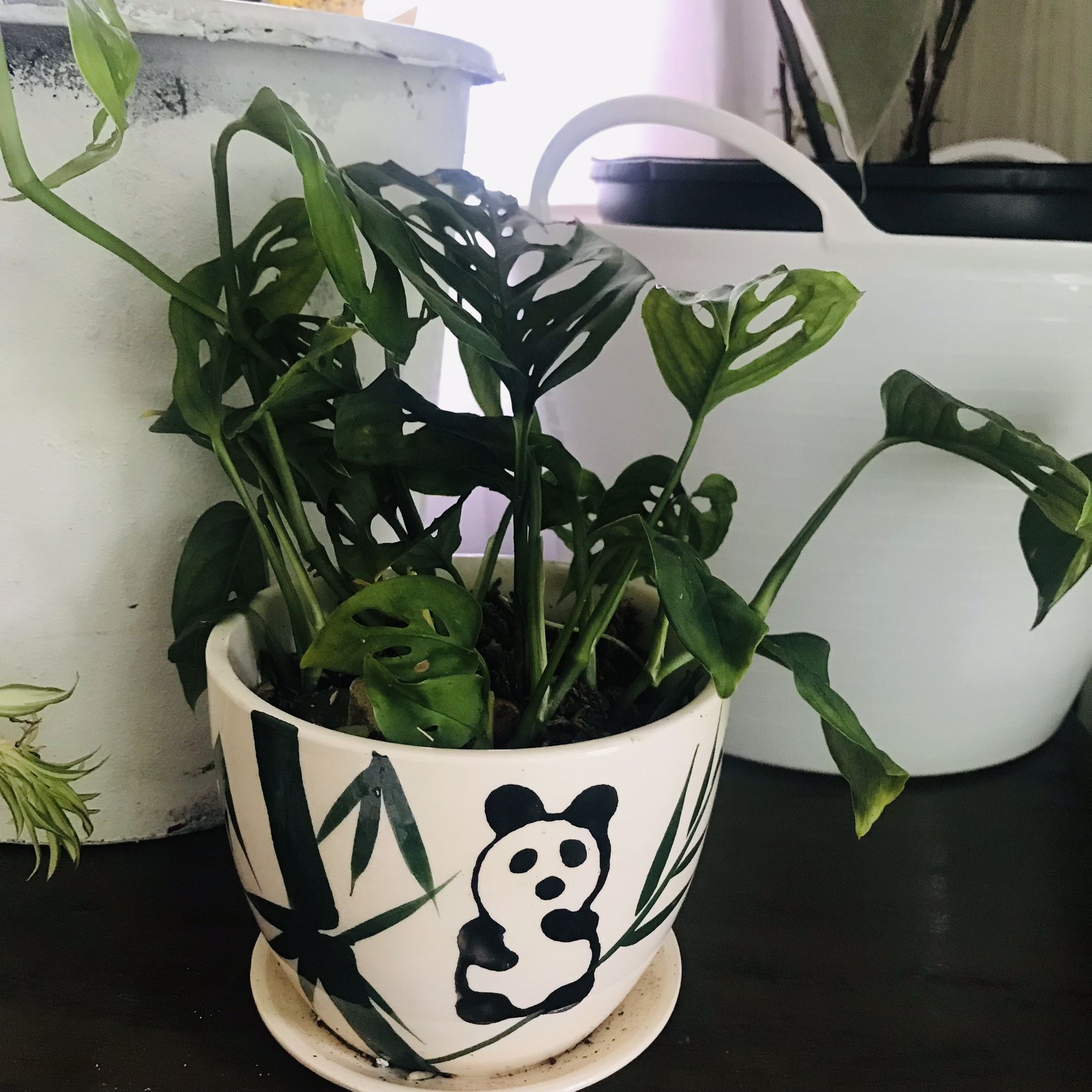 Monstera Adisonaii Starter  Plants 4.5” X5” Pot 