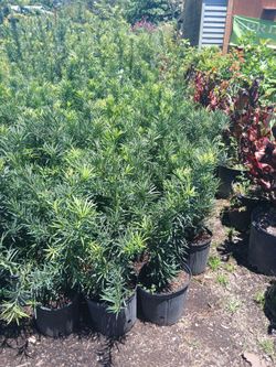 Podocarpus Hedges 3gl $8☘️