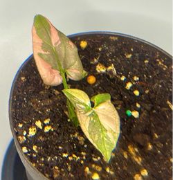 Syngonium Red Spot