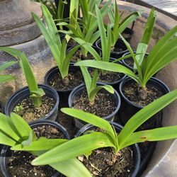 Amaryllis SALE RED & WHITE Candycane