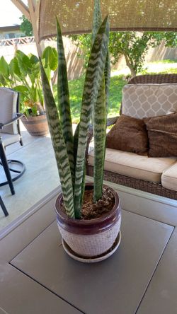 Snake plant 🪴