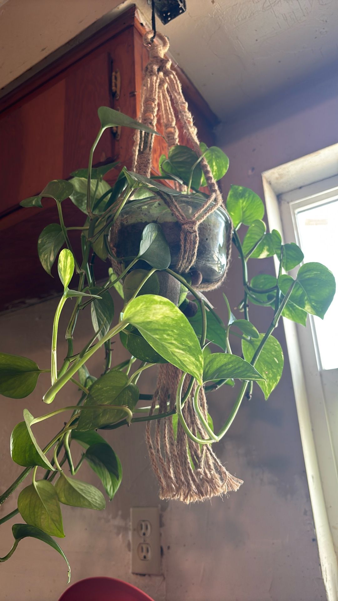Pothos for sale (Inside Plants)