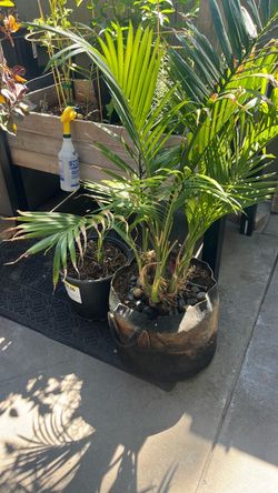 Palm tree
