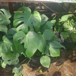 Monstera 