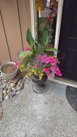 OutDoor Plant With Pots 