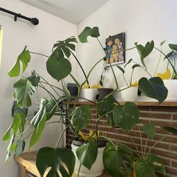 Monstera Plant 
