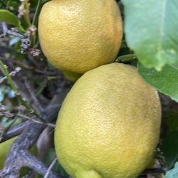 100% organic big fresh lemon 🍋 