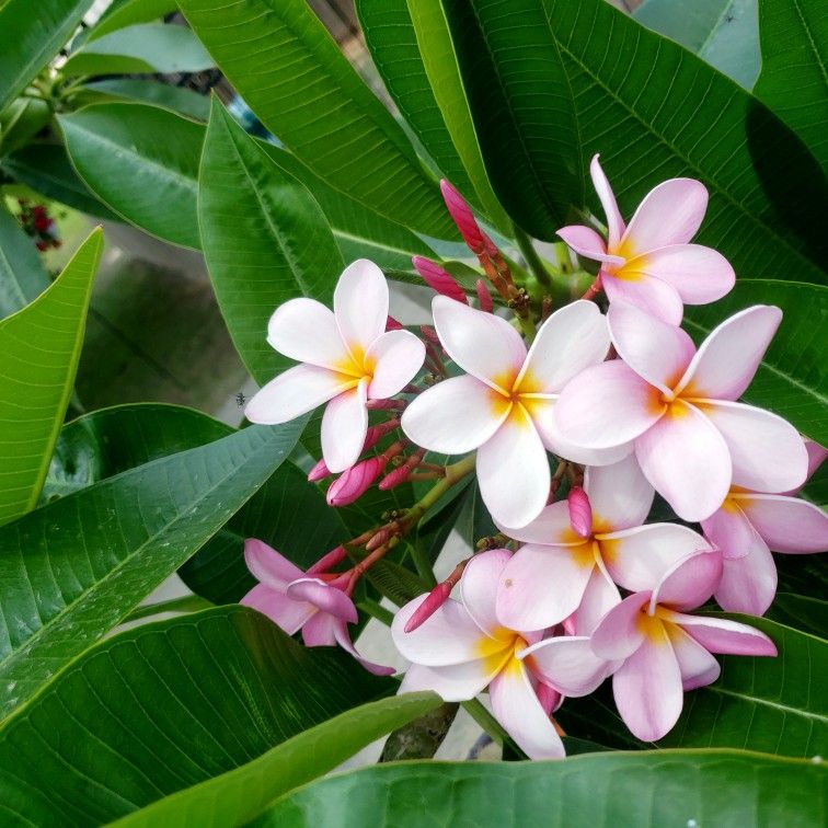 Plumeria Tree & Cuttings for Sale in Greenwel Spgs, LA OfferUp