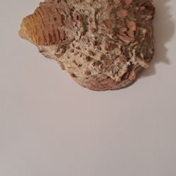 Sea Shell Fossil. 