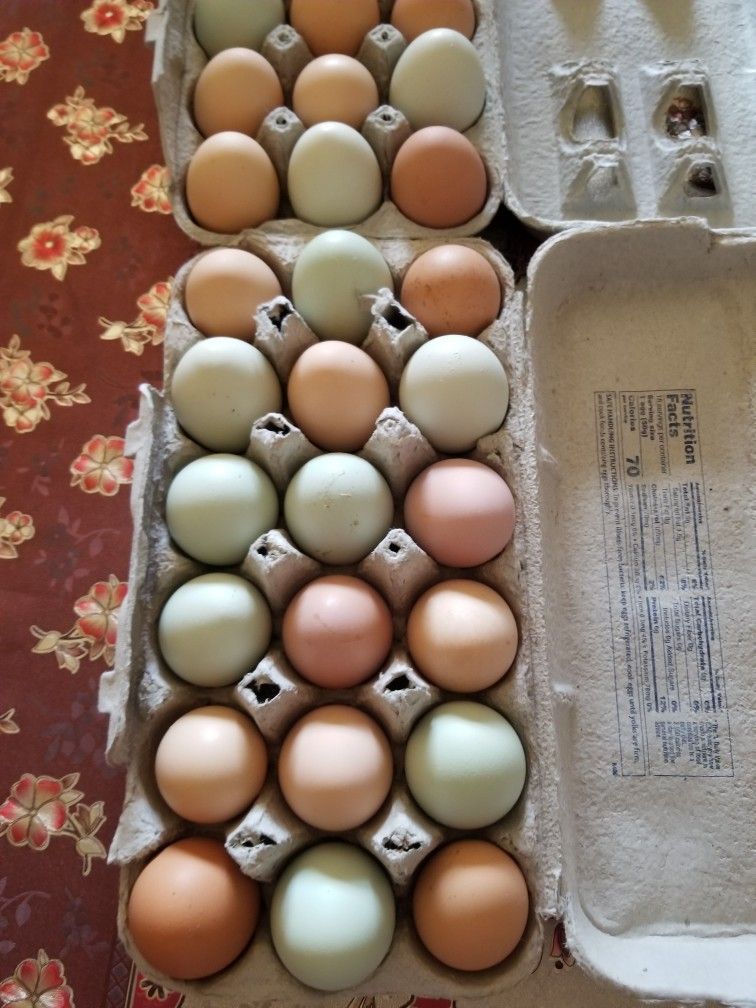 Fresh Eggs