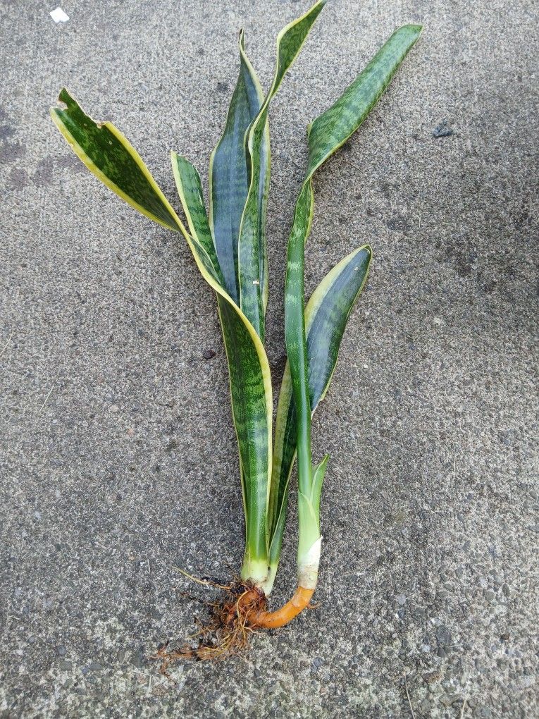 Indoor Dracaena Trifasciata Snake Plant 14" -16"