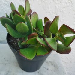 Beautiful big leaves lucky Jade plant Money tree 幸运发财树