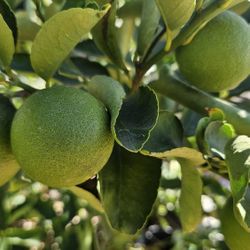 Bears Lime Organically Grown $1 for 3