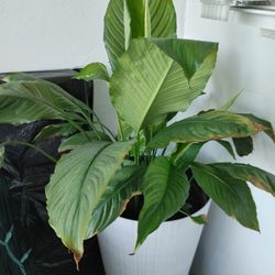 Peace Lily Plant, Large