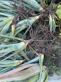 aloe vera plant $10 large each small $5 each