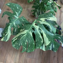 Monstera Thai Constellation 