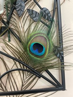 Real Peacock Feathers
