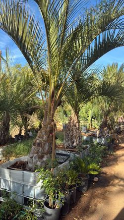Pindo Palm