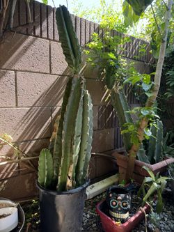 Cactus
