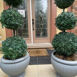 Very  Nice 2 Large plant for both