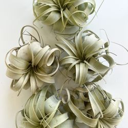 Queen Of Air Plants - Tillandsia Xerographica 