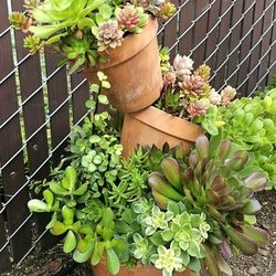  Large Tilted Succulent Pots #1