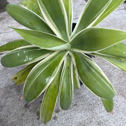 Variegated Foxtail Agave “Ray Of Light”