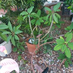 Multi plant potted plumeria and large claypot