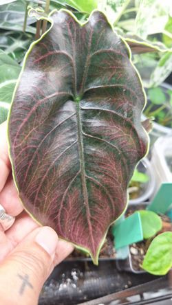Alocasia Azlanii plants and corms.