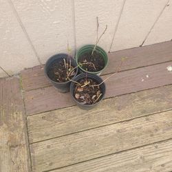 3 Snowball  O Viburnum Plants 