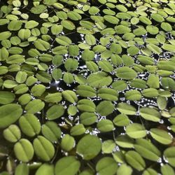 Salvinia minima Floating Aquarium Plant 